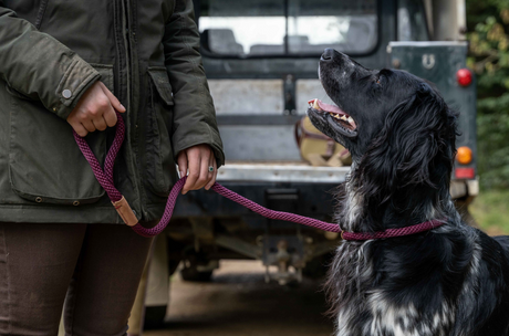 5 Easy Dog Walking Spots You Need To Try