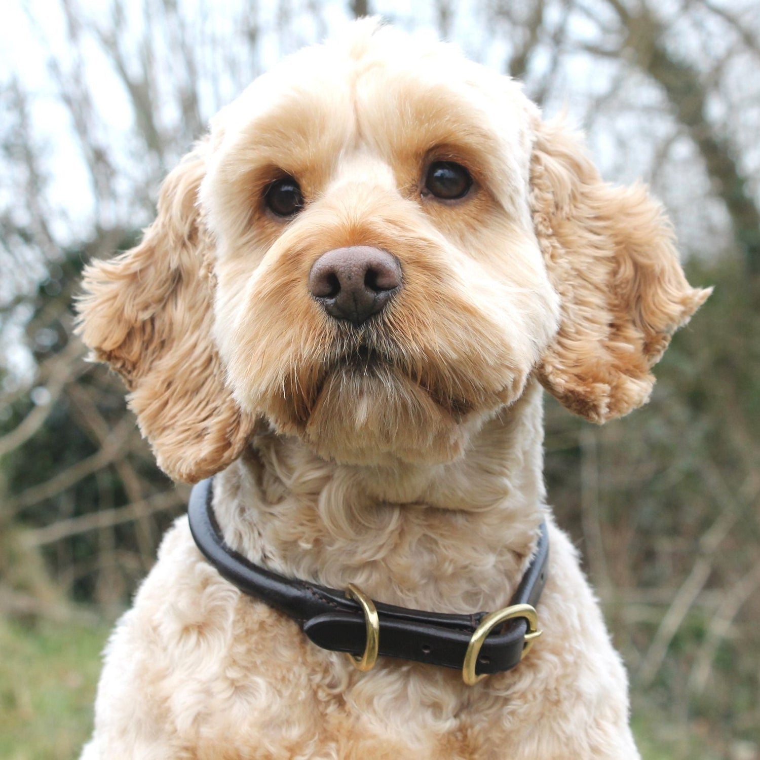 Mackey Rolled Leather Dog Collar #colour_brown