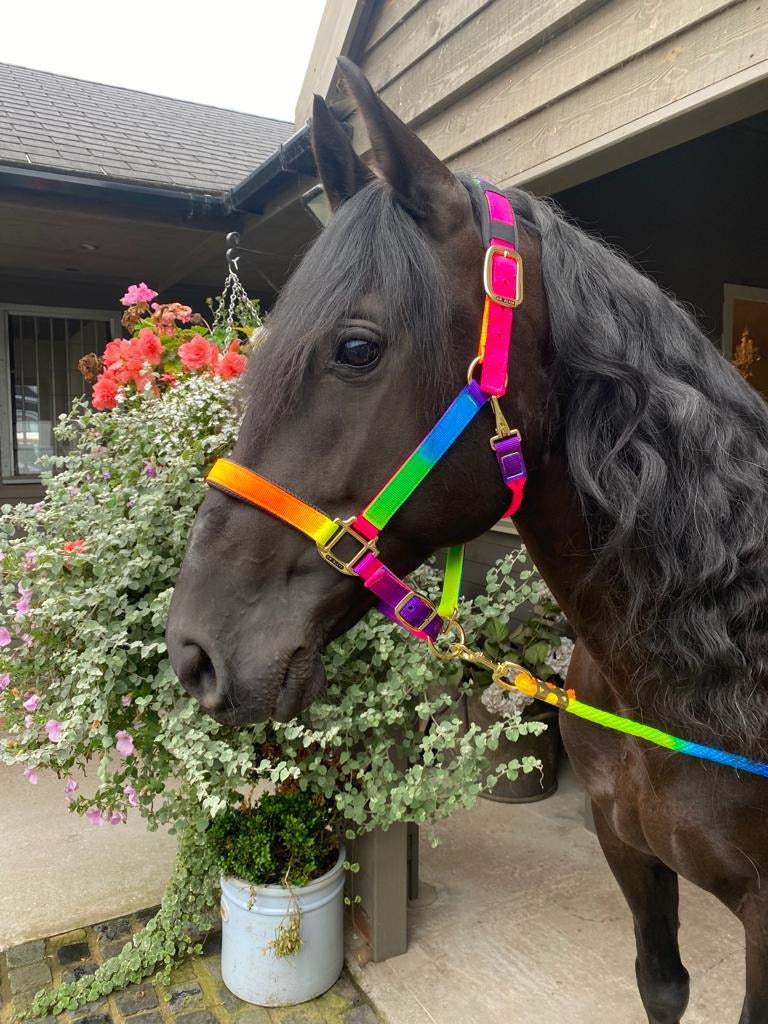 KM Elite Padded Headcollar Rainbow Set #colour_rainbow