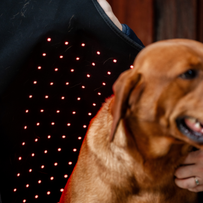 Horseware Ireland LED Red Light Therapy Pet Coat #colour_black-black