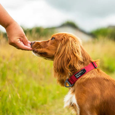 Mountain Paws Extra Tough Dog Collar #colour_red