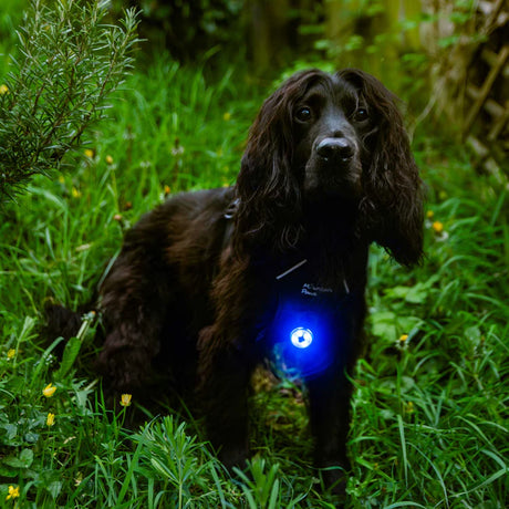 Mountain Paws Dog Safety Light