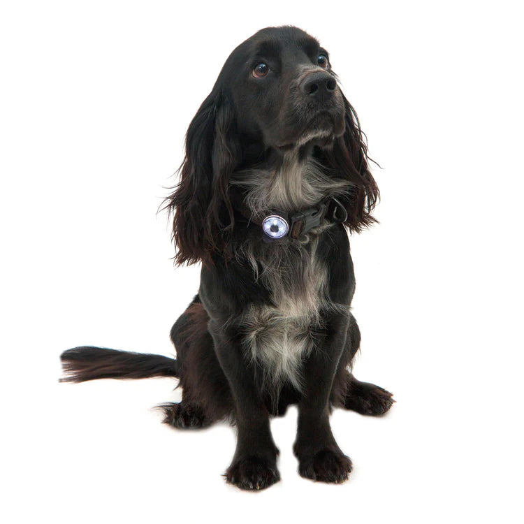 Mountain Paws Dog Safety Light