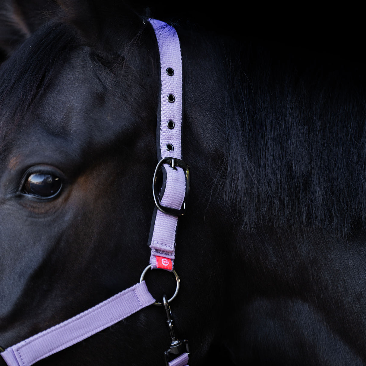 Imperial Riding Yearling Headcollar #colour_ballerina