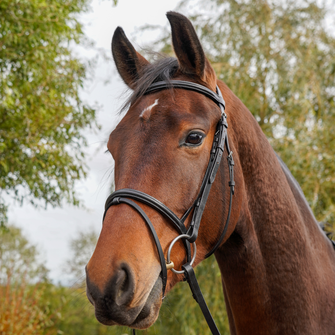 GS Equestrian Wirtschaftliches Flash-Zaumzeug
