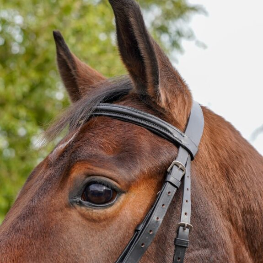 Bride Flash rembourrée GS Equestrian