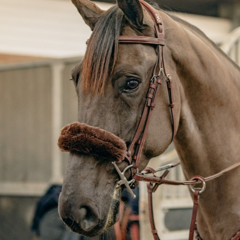KM Elite Teddy Soft Noseband #colour_mocha