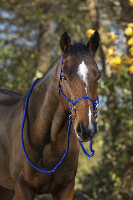Norton Ethological Headcollar With Reins #colour_royal blue