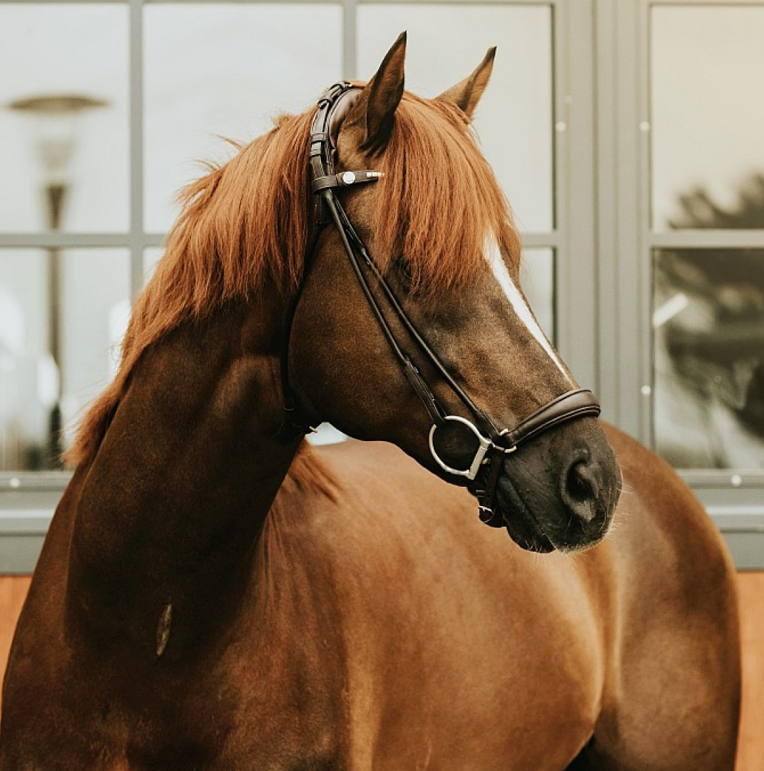Finesse Spirit Drop Nose Bridle #colour_brown-brown-gold