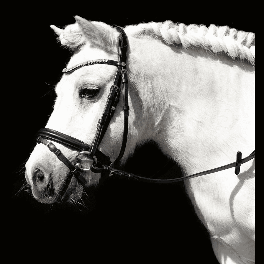 HKM Shetty Diamond Bridle