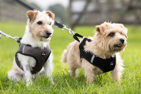 HKM Dog Harness -Buddy Soft- #colour_black