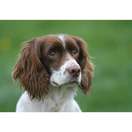 Kevin Milner Countryside Cards #style_cocker-spaniel