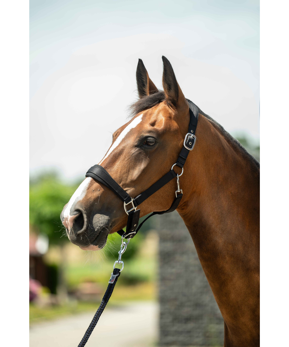 HKM Head Collar -Samantha- #colour_black