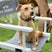 HV Polo Legacy Dog Collar #colour_brown