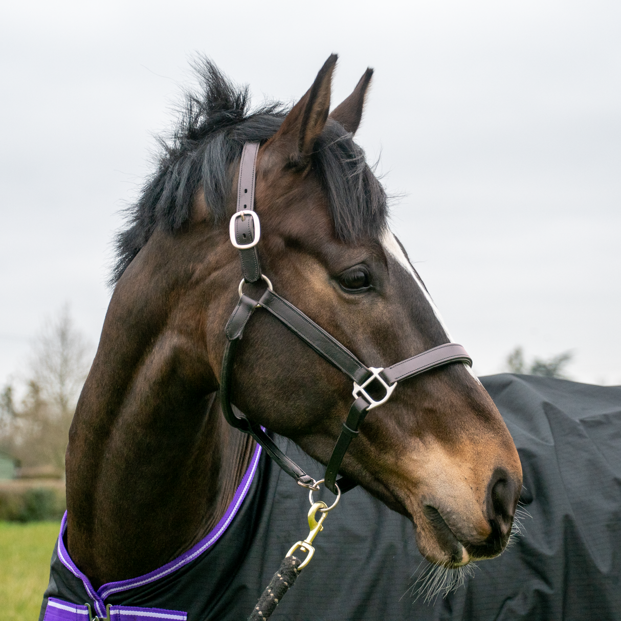 Gepolstertes Halfter von GS Equestrian aus Leder