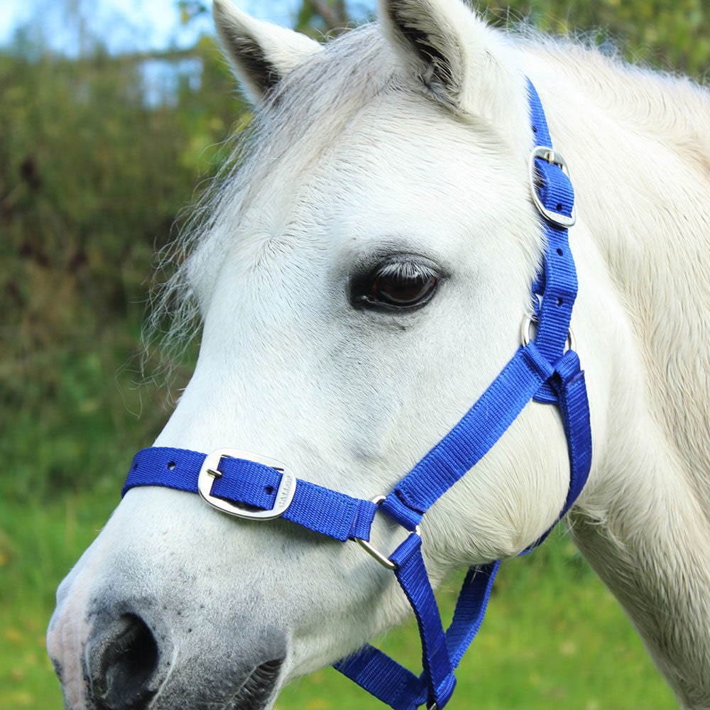 Gallop Headcollar & Lead Rope Set