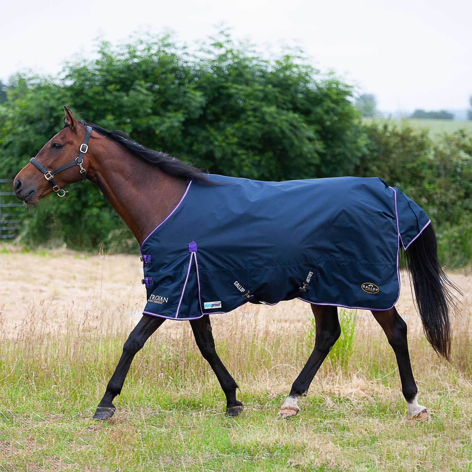 Gallop Trojan Duraproof 5-Point Standard Lightweight Turnout