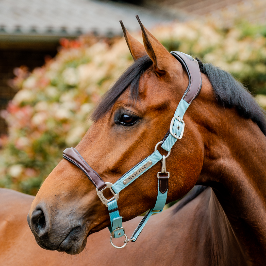 Horseware Ireland Signature Competition Headcollar #colour_brown-blue-haze