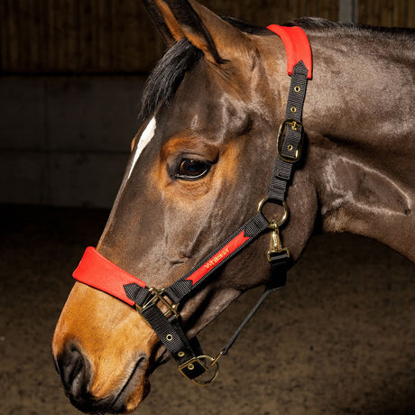 Whitaker Harewood Headcollar #colour_red-black