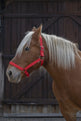 Norton Pro Headcollar For Draught Horse #colour_red