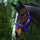 #colour_royal-blue