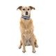 Equisafety Led Polite Flashing Dog Collar