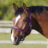 Bitz Deluxe Padded Headcollar #colour_purple